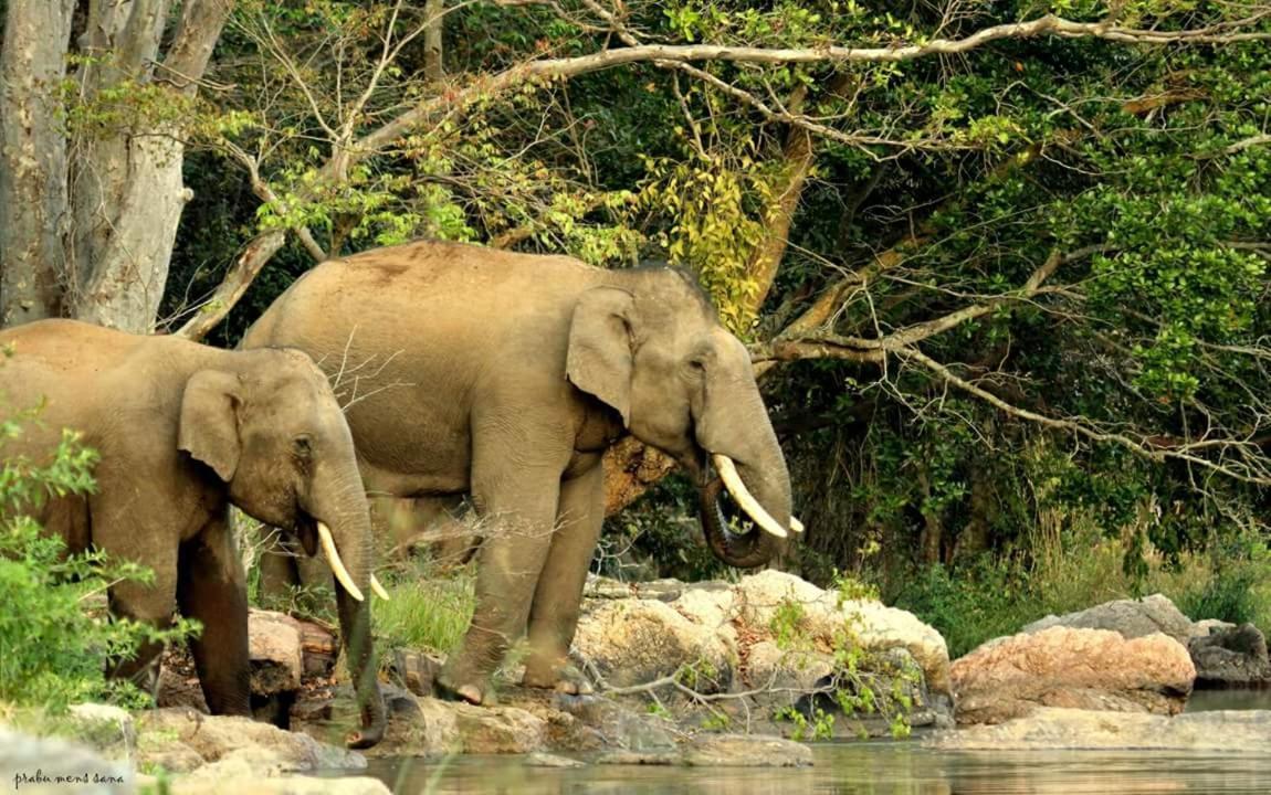 Kerala Wild Stay Kanthalloor Extérieur photo