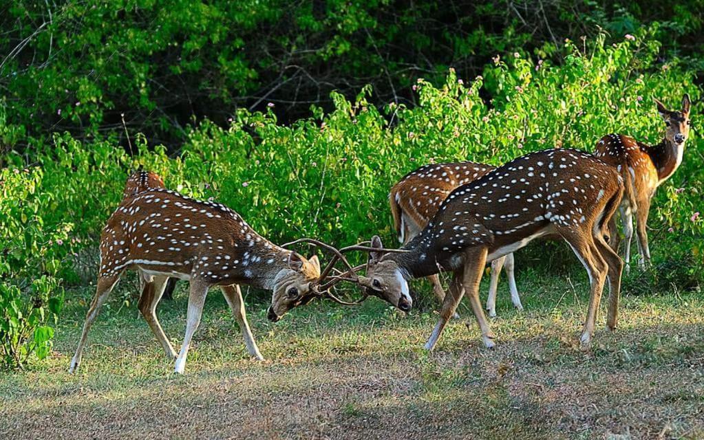 Kerala Wild Stay Kanthalloor Extérieur photo